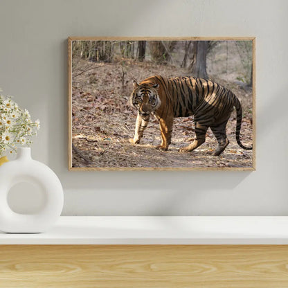 बाघ अपने क्षेत्र की रक्षा कर रहा है