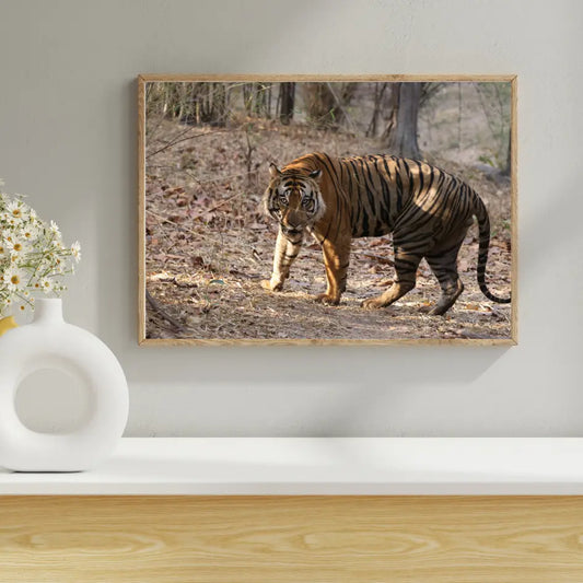 Tiger Securing Its Territory