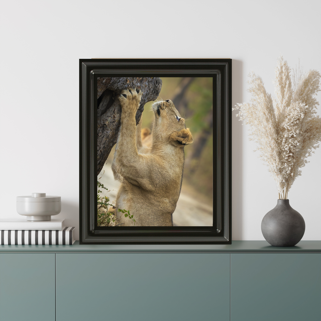 पानी में रॉयल बंगाल टाइगर – प्रीमियम वन्यजीव ललित कला प्रिंट 