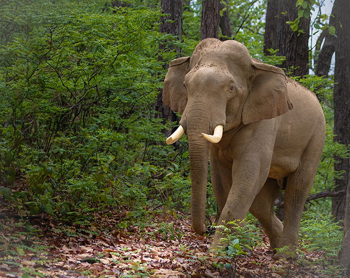 A real elephant walking through a forest with green bushes, trees, and leaf-covered ground visible, so this is Lifestyle rather than Product/Packaging or Scenery.