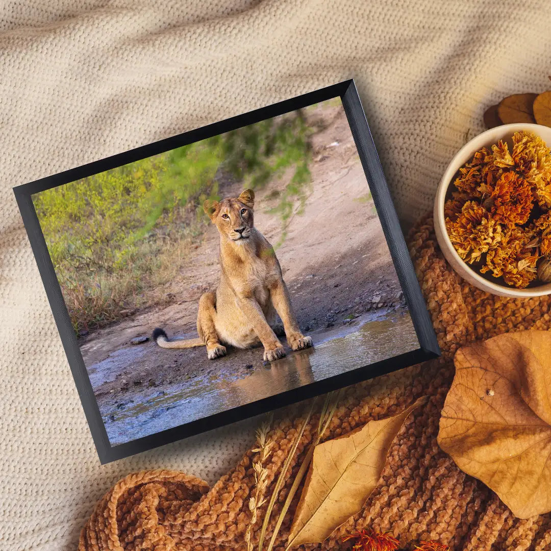 A framed photographic print of a lion sitting by a waterhole, styled on a beige knit blanket with autumn leaves, a knitted scarf, and a small bowl of dried flowers.