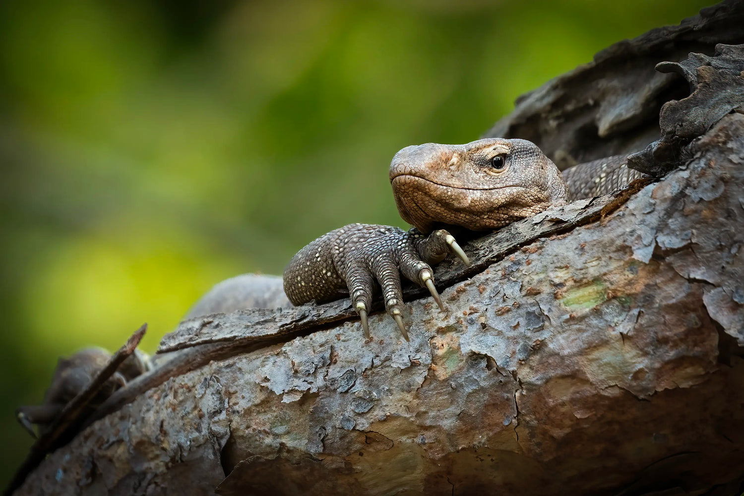 Lizard resting on a tree