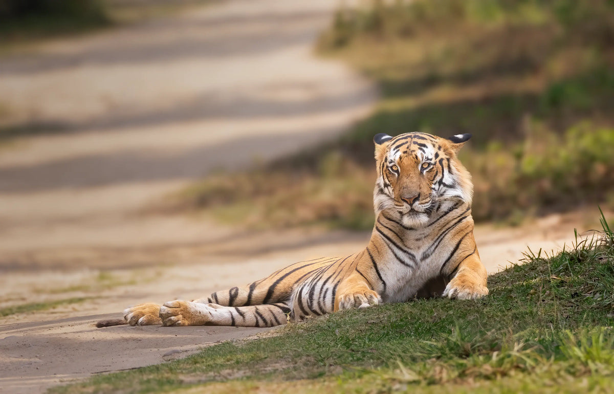 A Bengal tiger lies resting on a dirt road beside a grassy bank, looking directly towards the camera in a natural outdoor setting.