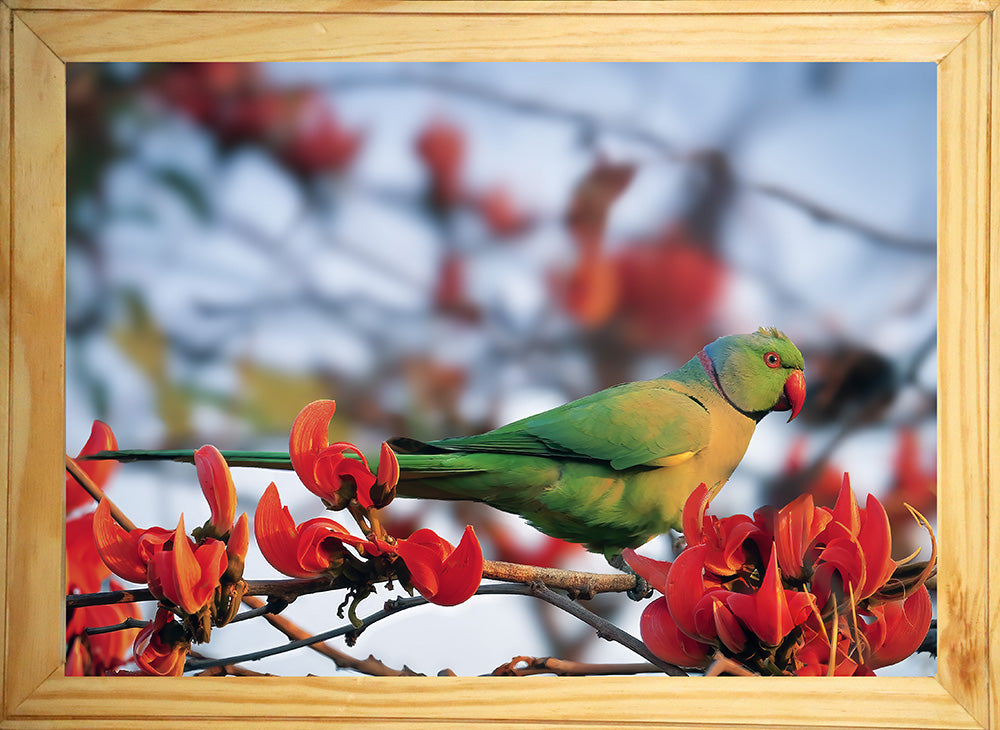 Colors in Harmony – The Parakeet & the Gulmohar
