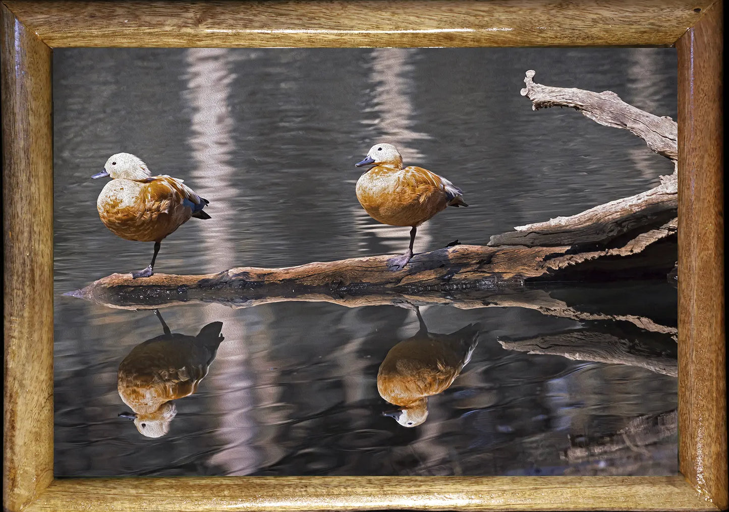 Dreams on Water | wildlife photo art | wildlife artwork for home decor