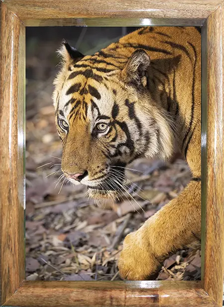 Le regard du rival 