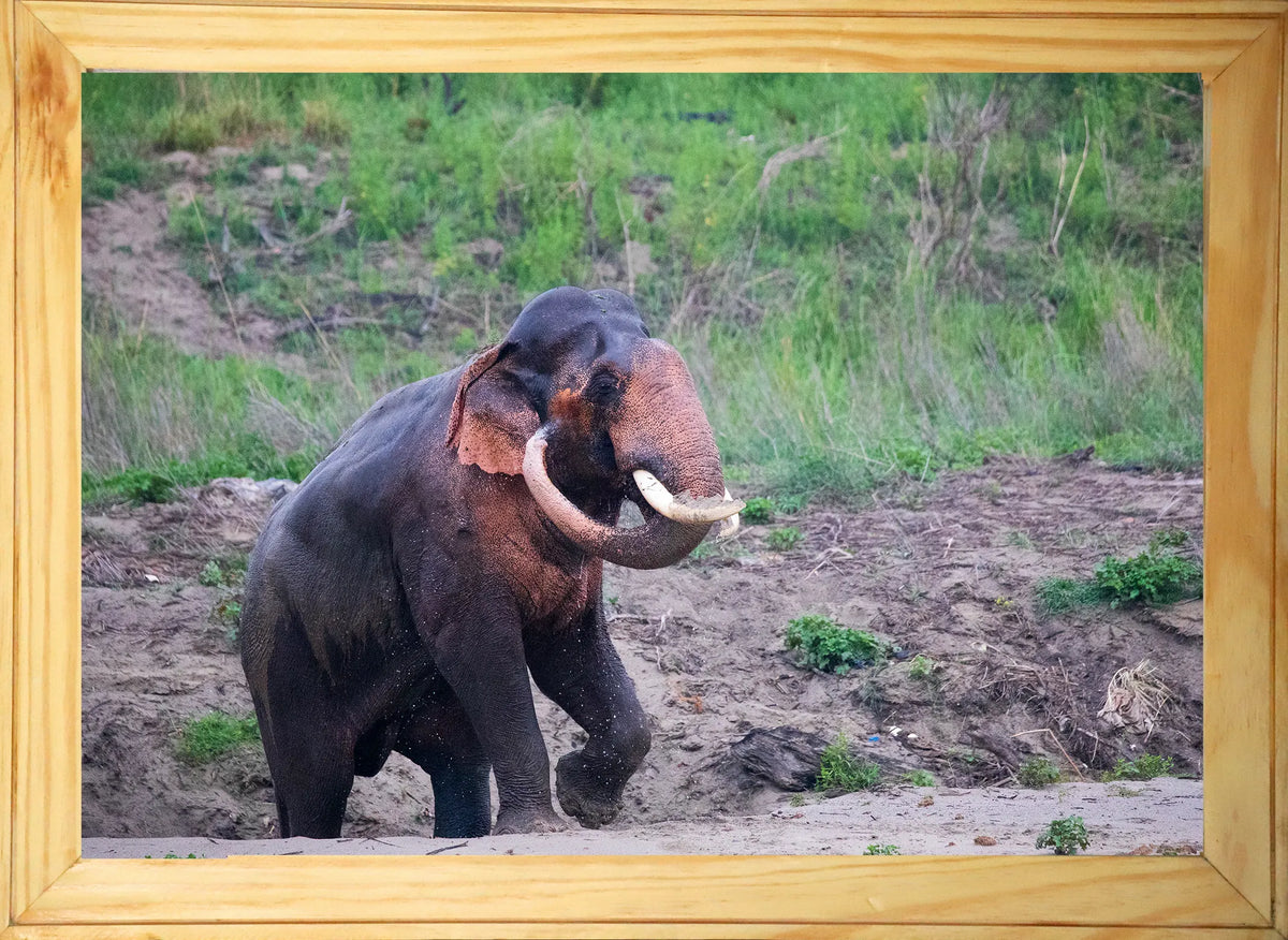 La routine quotidienne d'un éléphant - Éléphant en bois avec photo artistique - Le Gaj