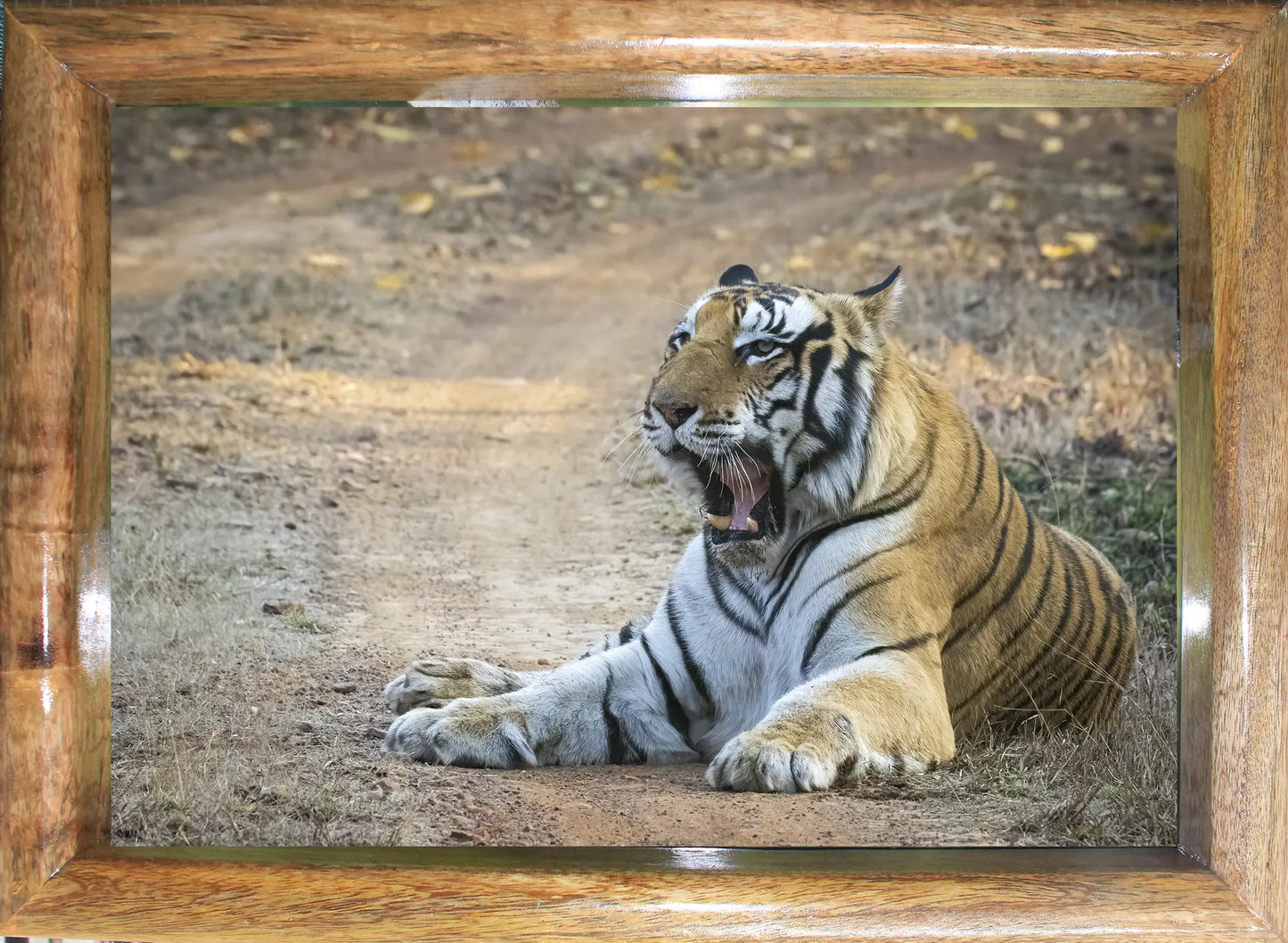 Victorious Tiger Resting – Majestic Jungle Warrior Art Frame
