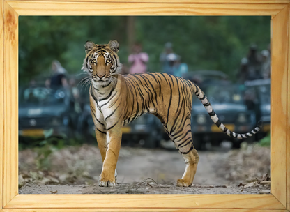 Adorable Tiger Cub – Wildlife-Inspired Wooden Frame | Nature Lover’s Fine Art Decor for Home & Office
