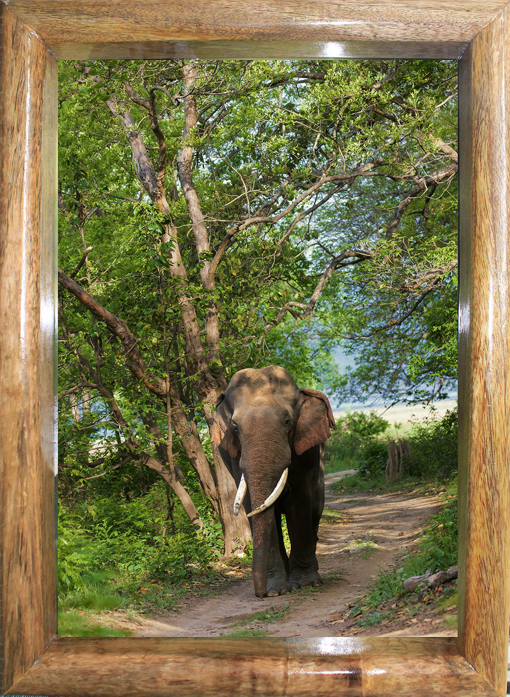 Cadre photo représentant un éléphant marchant dans la canopée de la jungle – Décoration d'art