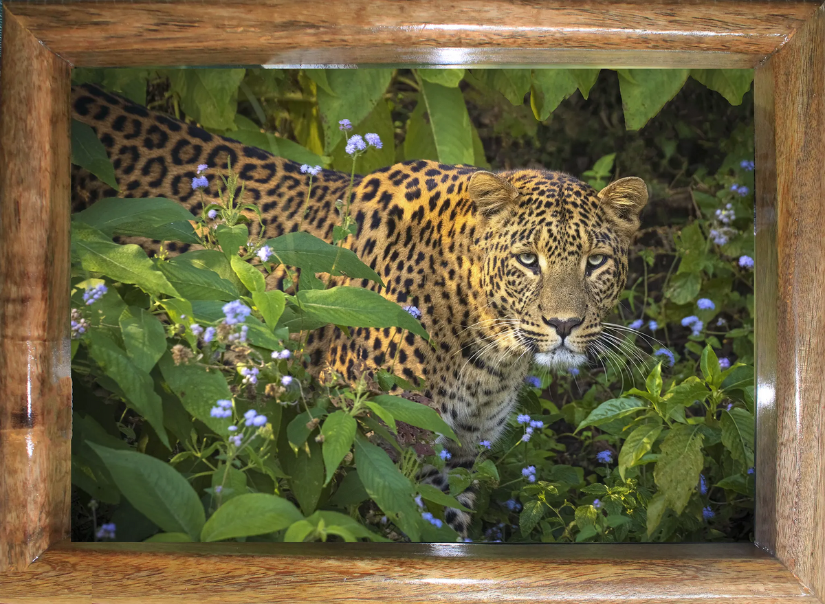 Face à face avec le fantôme – Le commandement de Bhagira | Photographie animalière | Décoration murale léopard | Dimensions : 61 x 81 cm