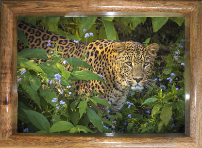 Eye to Eye with the Phantom – The Bhagira Command | wildlife photo art | Leopard wall art | size- 24"x 32"