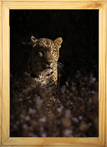 Death in the Shadows – The Silent Stalker