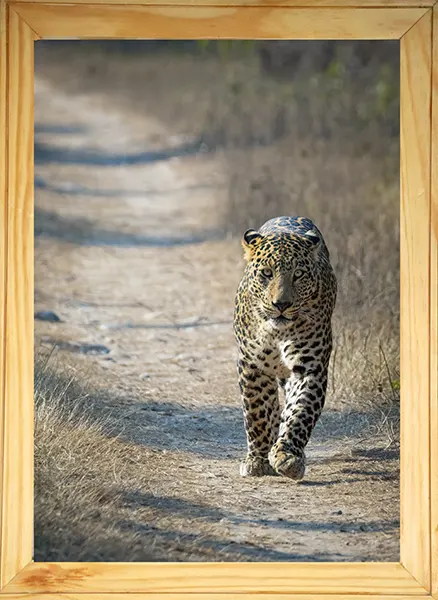 Le regard du fantôme 