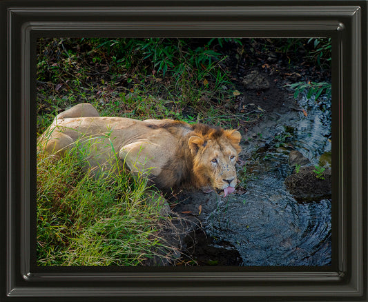 एक राजा की प्यास – शेर की ललित कला वन्यजीव फोटो ललित कला