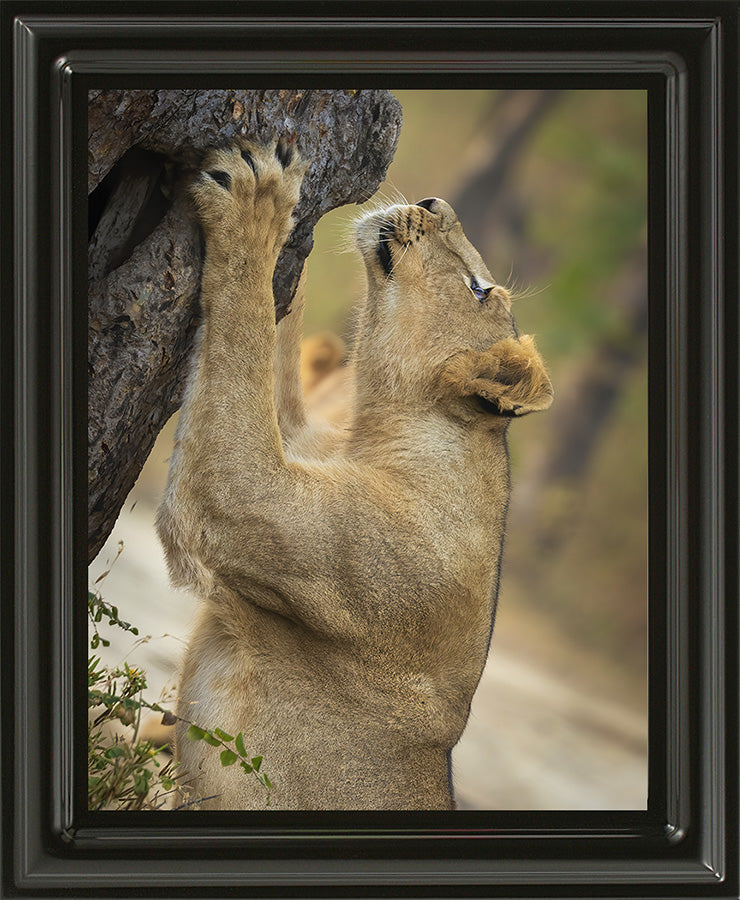 Reaching for the Wild – Lioness Fine Art Wildlife Photography Print