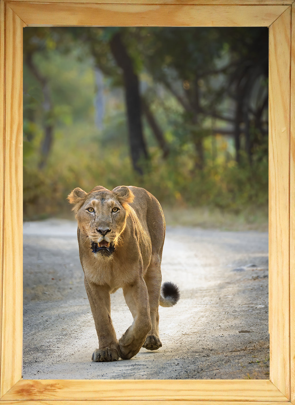 पानी में रॉयल बंगाल टाइगर – प्रीमियम वन्यजीव ललित कला प्रिंट 