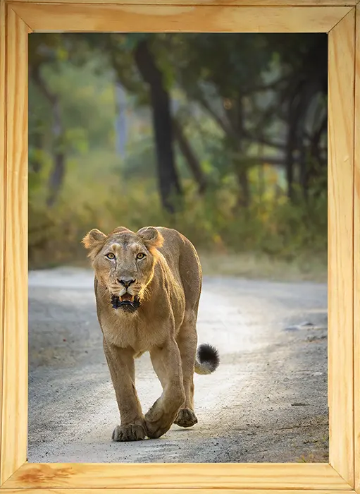 Fearless Lioness Walking – Premium Wildlife Fine Art