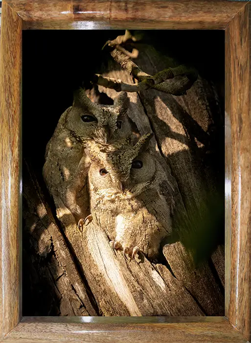 Indian Scops Owl Pair | Framed Wildlife Photography Print | Gir Forest | Wall Art for Living Room, Study & Office
