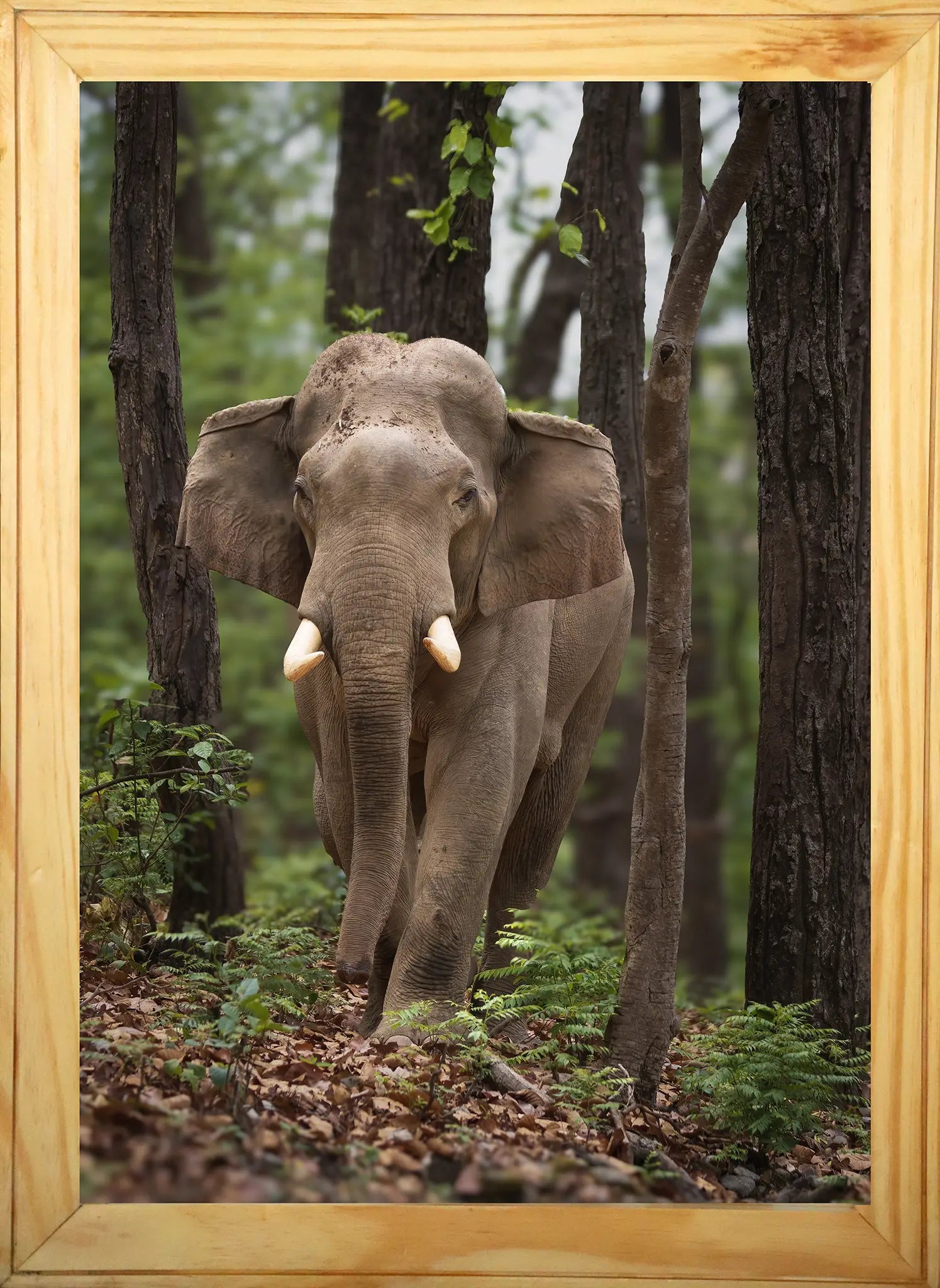 Silent Colonnade — Asian Elephant Fine Art Photography | Limited Edition Archival Print, India