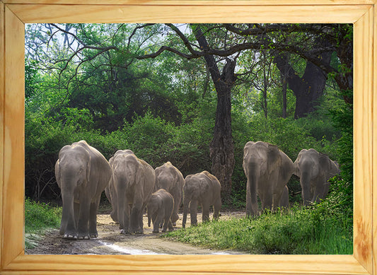 The Herd's Path - Asian Elephant Family, Wooden Photo Art | Limited Edition Wildlife Print