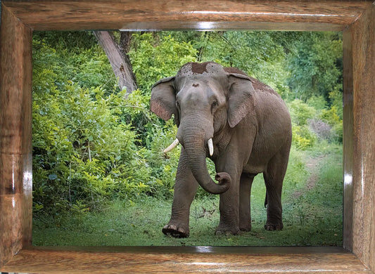 The Monarch of Corbett - Wooden Photo Art Elephant