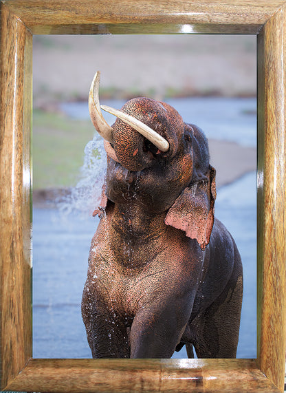 LalKaan – The Ruler of the River – Wildgraphy Fine Art Decor