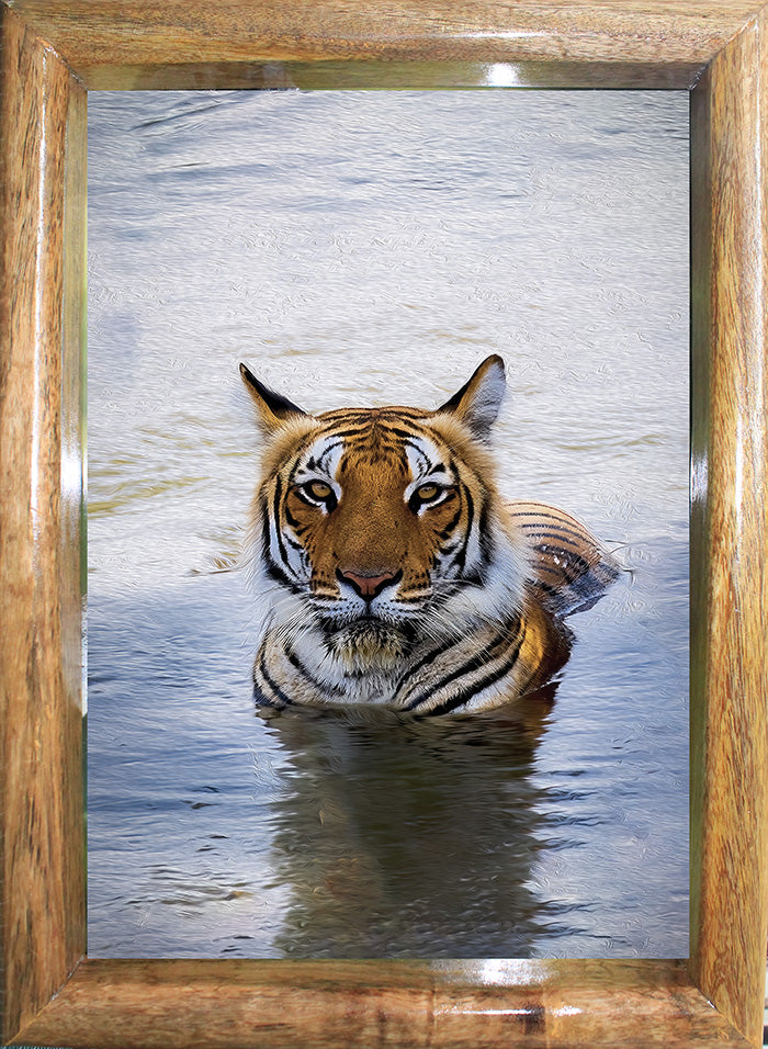 Royal Bengal Tiger in Water — Tiger, Fine Art Photography | Limited Edition