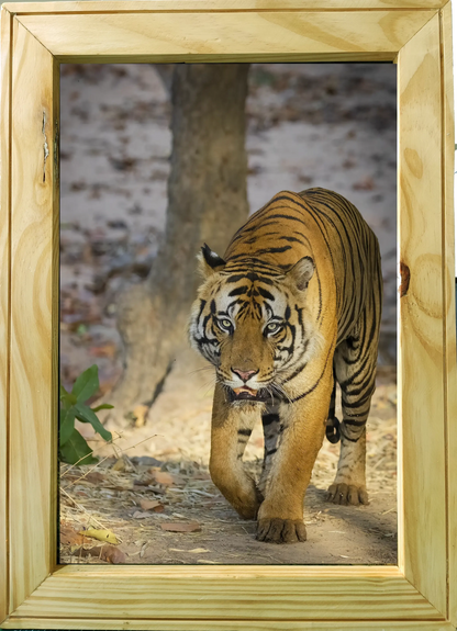 Five Meters from Majesty – A Close Encounter in Bandhavgarh