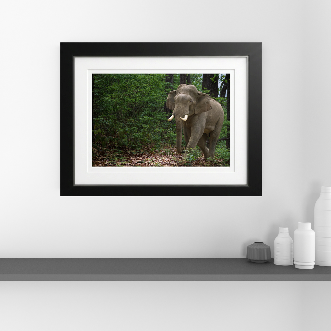 Verdant Wanderer — Asian Elephant Fine Art Photography | Limited Edition Archival Print, India