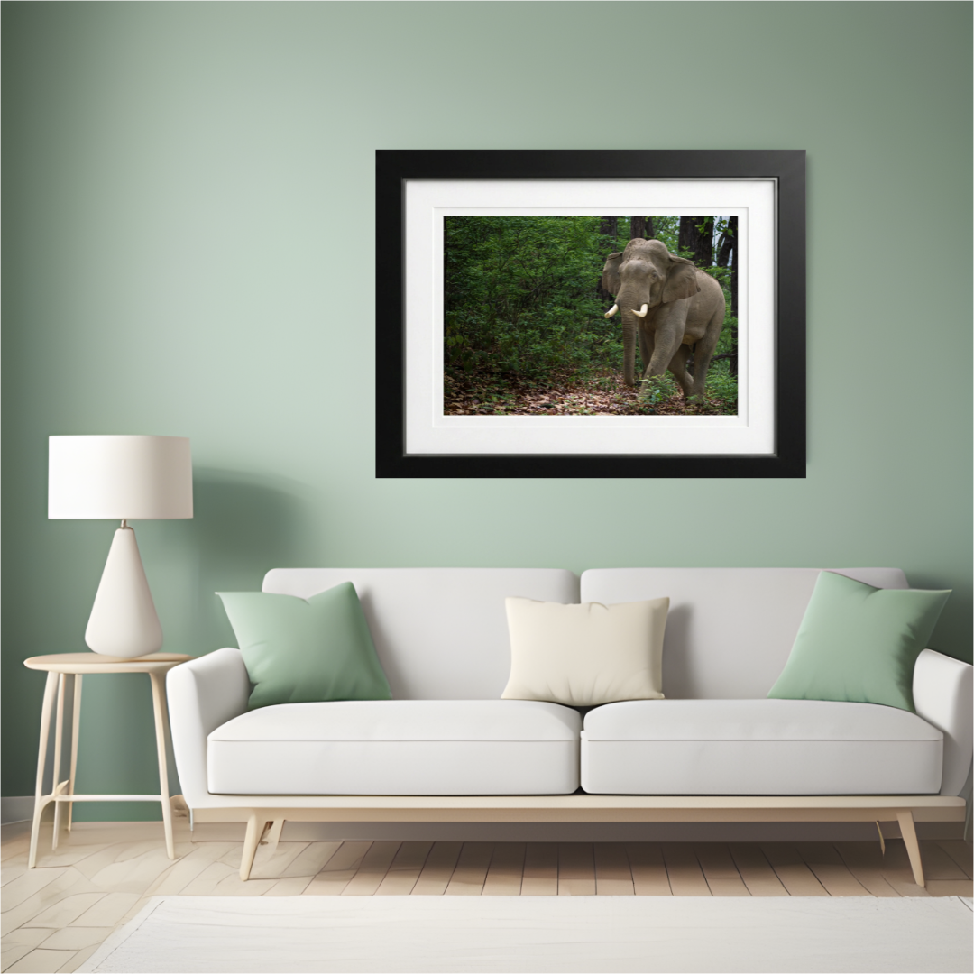 Verdant Wanderer — Asian Elephant Fine Art Photography | Limited Edition Archival Print, India