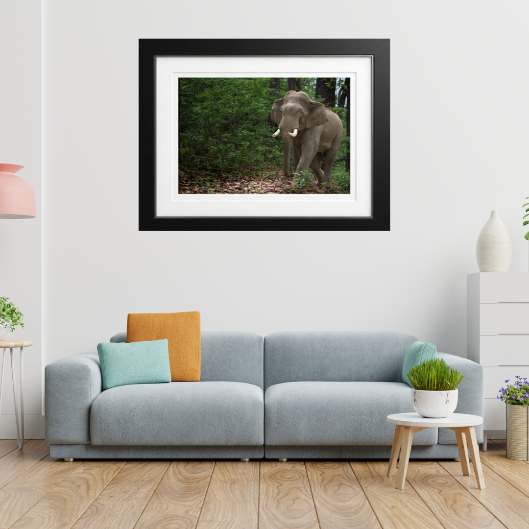 Verdant Wanderer — Asian Elephant Fine Art Photography | Limited Edition Archival Print, India