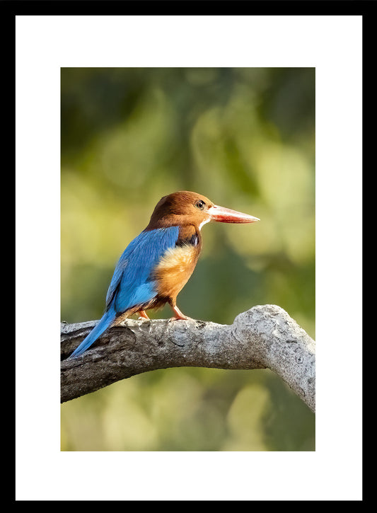 Set of 6 Nature & Wildlife Framed Photo Art for home decor - Black Frame Diwali Gift