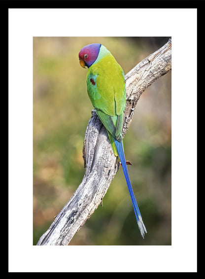 Set of 6 Nature & Wildlife Framed Photo Art for home decor - Black Frame Diwali Gift