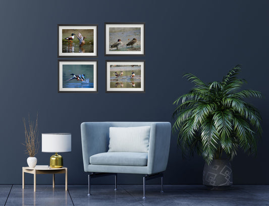 Set of 4 Eurasian Teal Bird Wall Art Prints – Fibre Frame Wildlife Photo Art for Home Decor – Vastu & Feng Shui Inspired Harmony, Love & Energy – Nature-Themed Wall Decoration