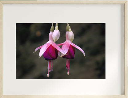 Set of 4 Flower Wall Art Prints – Lotus, Red Bloom, Bell Flower & Lavender Theme | Fibre Photo Artwork for Home Decor | Modern Framed Floral Art Panels