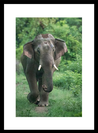 Set of 6 Nature & Wildlife Framed Photo Art for home decor - Black Frame Diwali Gift