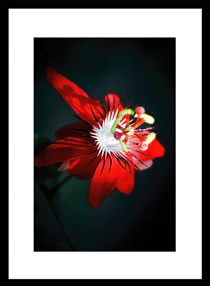 Set of 6 Nature & Wildlife Framed Photo Art for home decor - Black Frame Diwali Gift