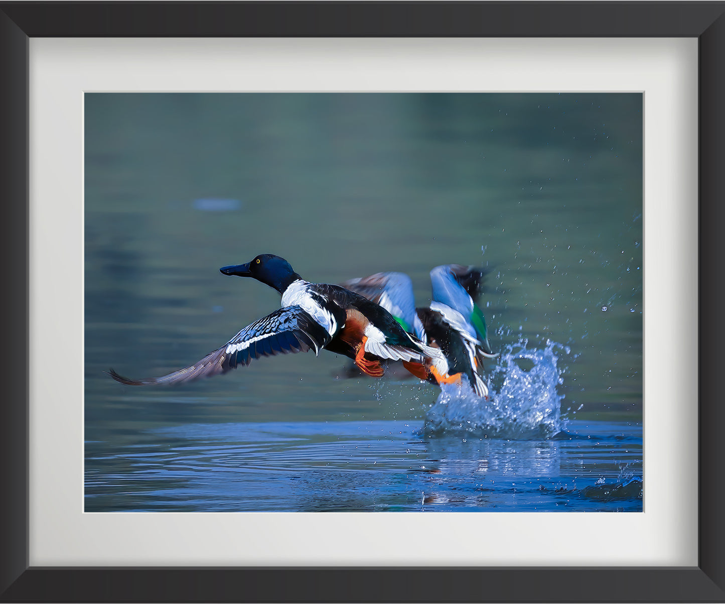 यूरेशियन टील पक्षी की 4 वॉल आर्ट प्रिंट्स का सेट - फाइबर फ्रेम में वन्यजीव फोटो आर्ट, घर की सजावट के लिए - वास्तु और फेंगशुई से प्रेरित सद्भाव, प्रेम और ऊर्जा - प्रकृति-थीम वाली दीवार की सजावट 