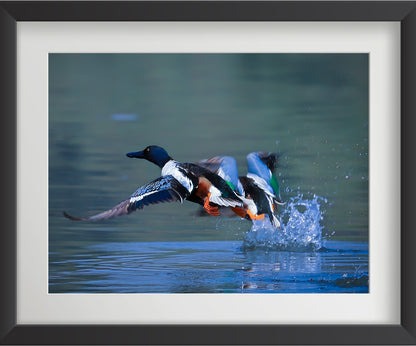 यूरेशियन टील पक्षी की 4 वॉल आर्ट प्रिंट्स का सेट - फाइबर फ्रेम में वन्यजीव फोटो आर्ट, घर की सजावट के लिए - वास्तु और फेंगशुई से प्रेरित सद्भाव, प्रेम और ऊर्जा - प्रकृति-थीम वाली दीवार की सजावट 