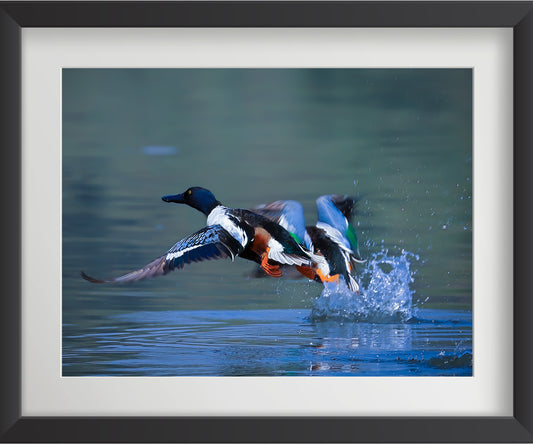 Set of 4 Eurasian Teal Bird Wall Art Prints – Fibre Frame Wildlife Photo Art for Home Decor – Vastu & Feng Shui Inspired Harmony, Love & Energy – Nature-Themed Wall Decoration