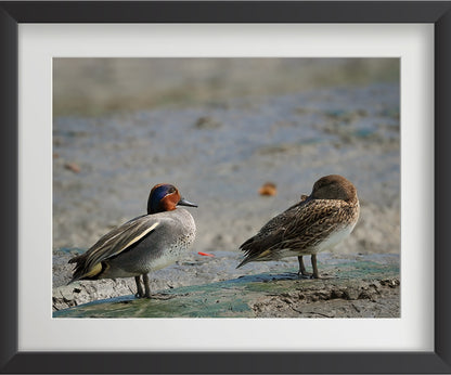 यूरेशियन टील पक्षी की 4 वॉल आर्ट प्रिंट्स का सेट - फाइबर फ्रेम में वन्यजीव फोटो आर्ट, घर की सजावट के लिए - वास्तु और फेंगशुई से प्रेरित सद्भाव, प्रेम और ऊर्जा - प्रकृति-थीम वाली दीवार की सजावट 