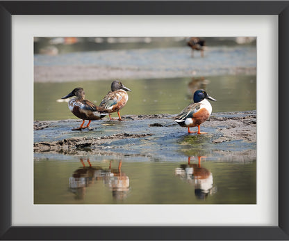 यूरेशियन टील पक्षी की 4 वॉल आर्ट प्रिंट्स का सेट - फाइबर फ्रेम में वन्यजीव फोटो आर्ट, घर की सजावट के लिए - वास्तु और फेंगशुई से प्रेरित सद्भाव, प्रेम और ऊर्जा - प्रकृति-थीम वाली दीवार की सजावट 