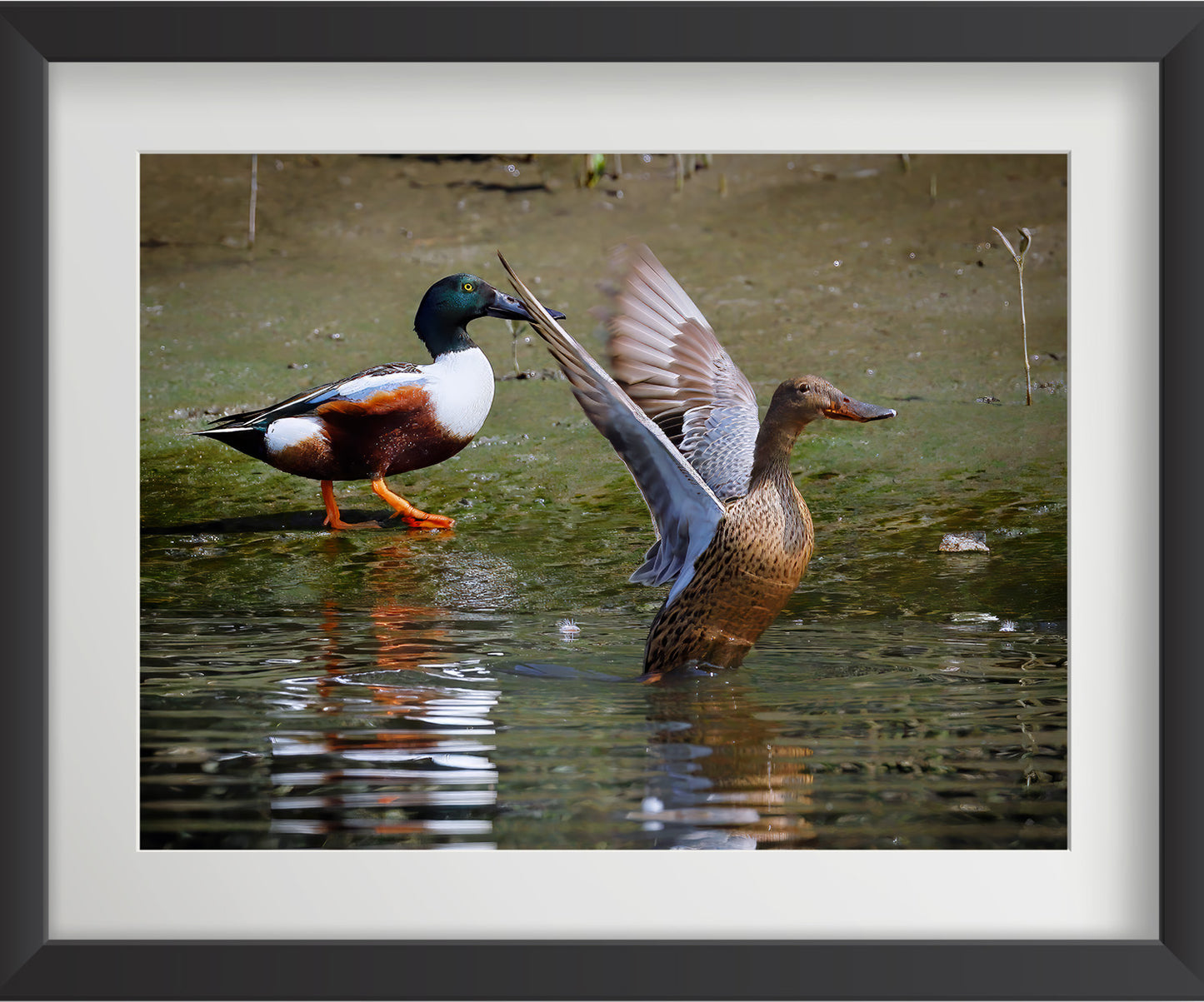 यूरेशियन टील पक्षी की 4 वॉल आर्ट प्रिंट्स का सेट - फाइबर फ्रेम में वन्यजीव फोटो आर्ट, घर की सजावट के लिए - वास्तु और फेंगशुई से प्रेरित सद्भाव, प्रेम और ऊर्जा - प्रकृति-थीम वाली दीवार की सजावट 