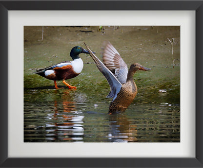 यूरेशियन टील पक्षी की 4 वॉल आर्ट प्रिंट्स का सेट - फाइबर फ्रेम में वन्यजीव फोटो आर्ट, घर की सजावट के लिए - वास्तु और फेंगशुई से प्रेरित सद्भाव, प्रेम और ऊर्जा - प्रकृति-थीम वाली दीवार की सजावट 