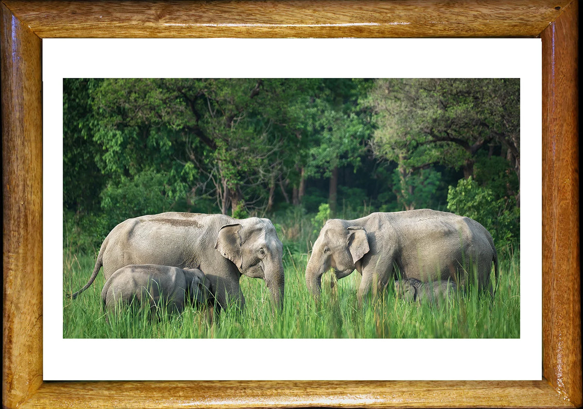 Réunion de familles d'éléphants - Art photographique animalier en bois