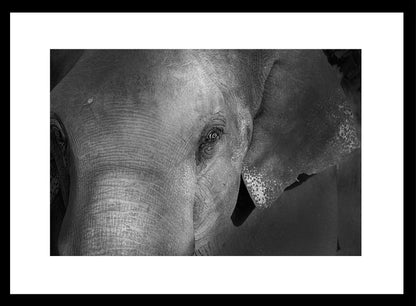 Grace in the Shadows – Elephant Portrait Fine Art Print | Luxury Wildlife Photography Wall Art