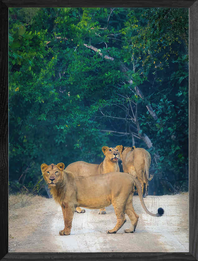 Sentinels of the Jungle – Lion Pride Fine Art Photography