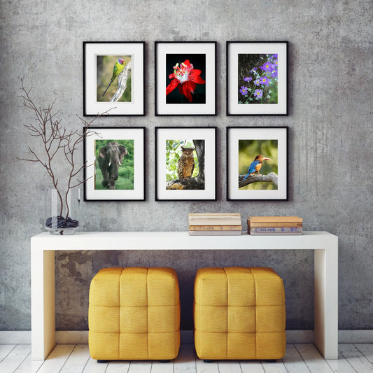 Set of 6 Nature & Wildlife Framed Photo Art for home decor - Black Frame Diwali Gift