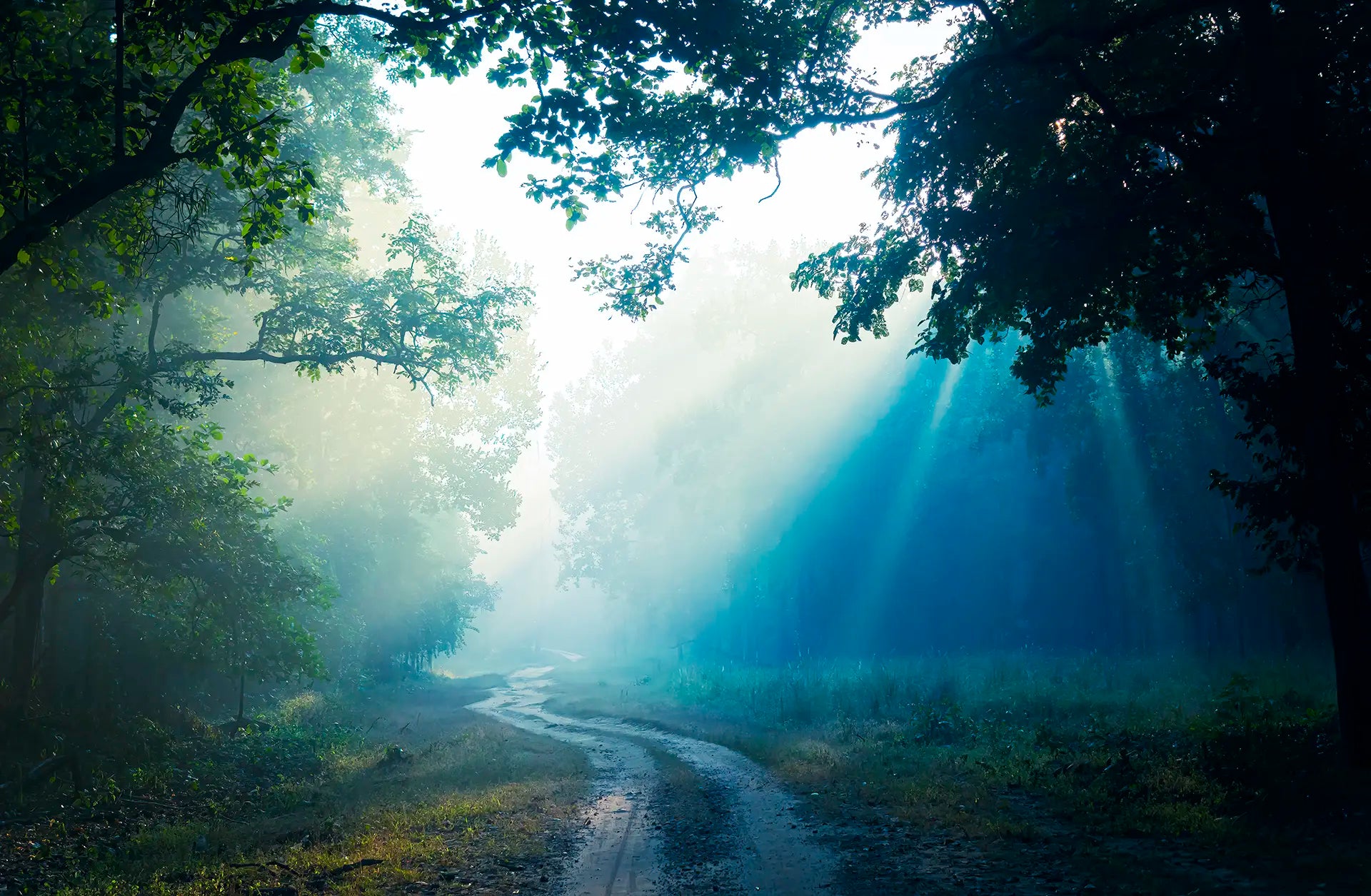 Misty forest path with sunlight beamshrough trees